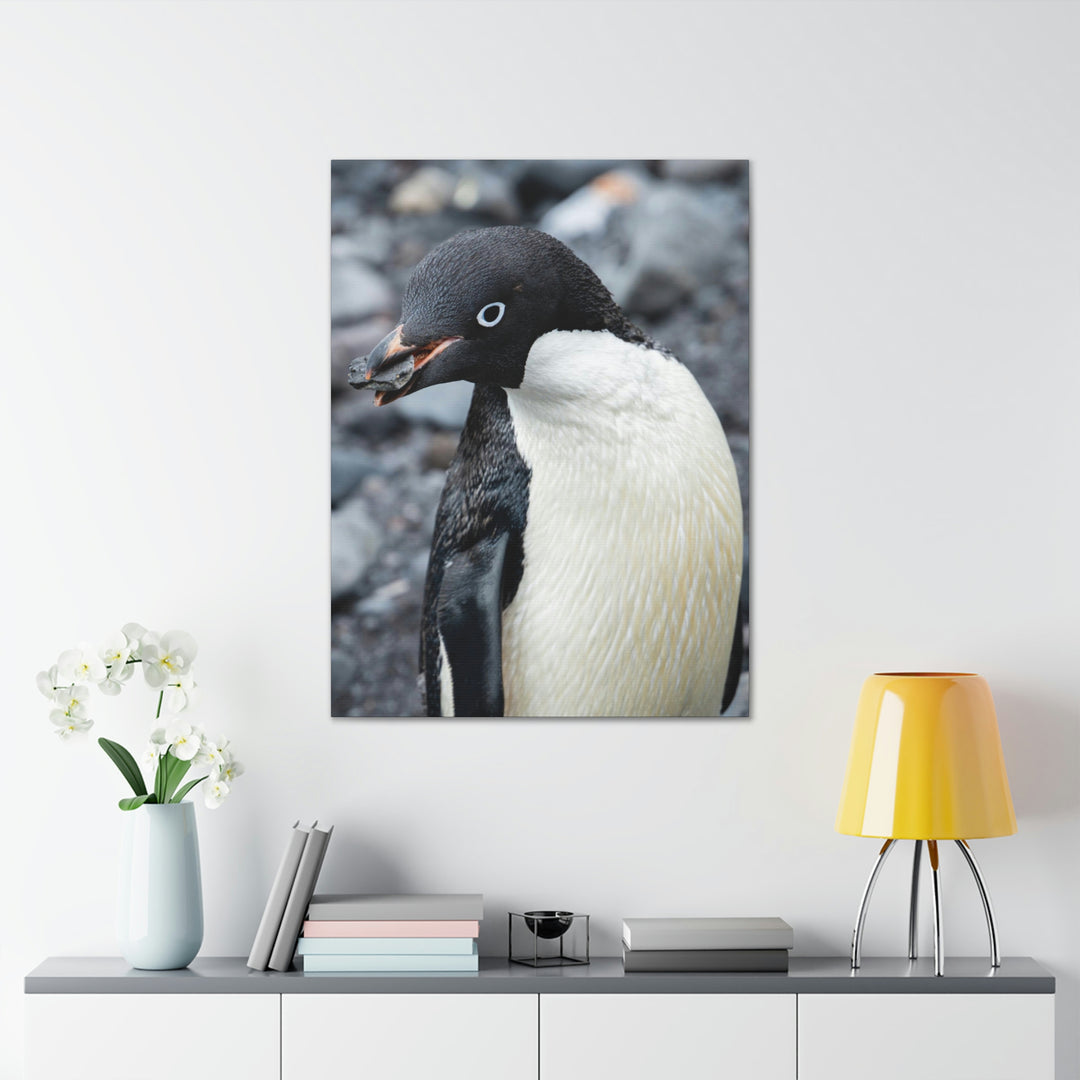 A Penguin's Pebble - Canvas