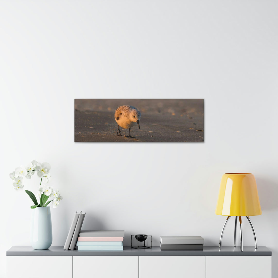 Feeding Sanderling - Canvas