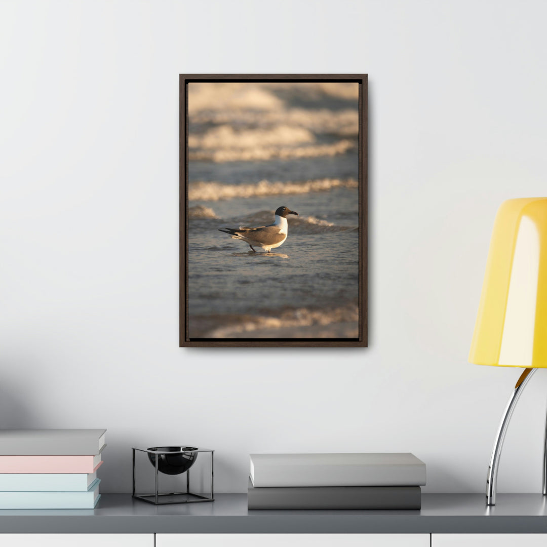 Laughing Gull in the Surf - Canvas with Frame