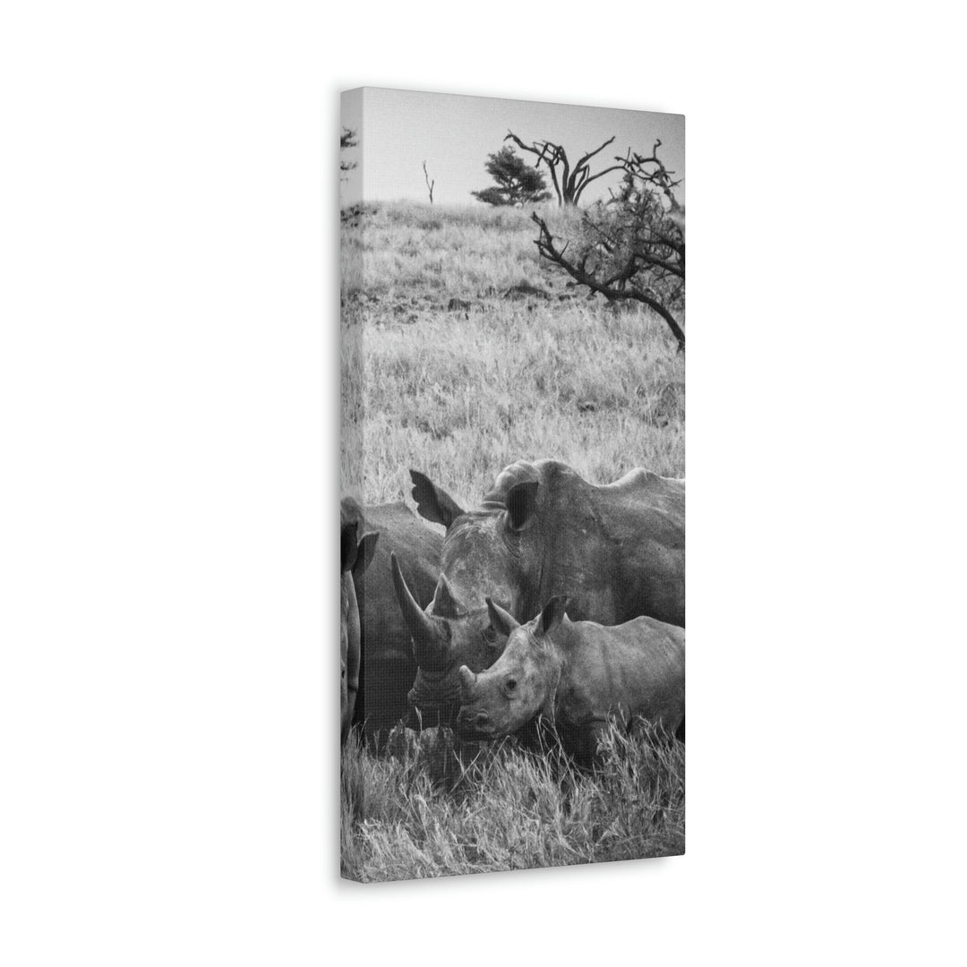 Rhino Family in Black and White - Canvas