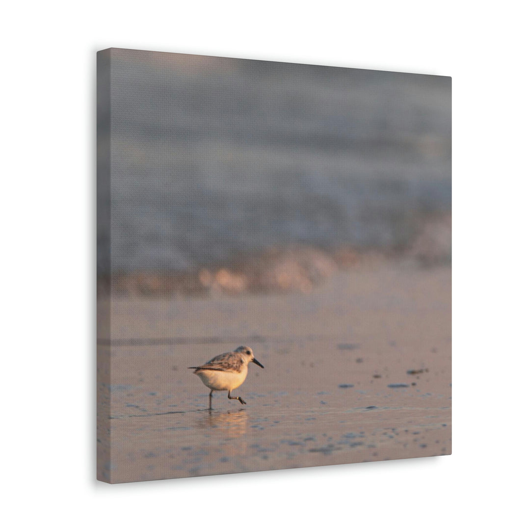 Sanderling in Soft Dusk Light - Canvas