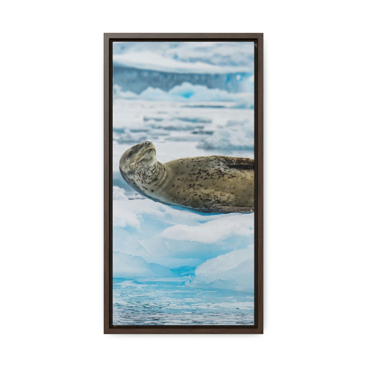 Leopard Seal Relaxing - Canvas with Frame