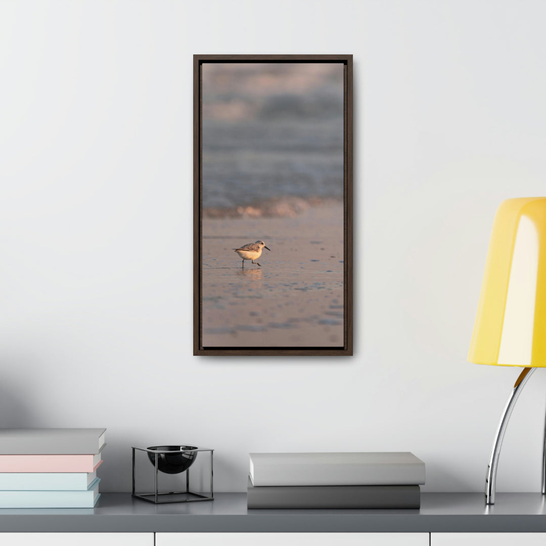 Sanderling in Soft Dusk Light - Canvas with Frame