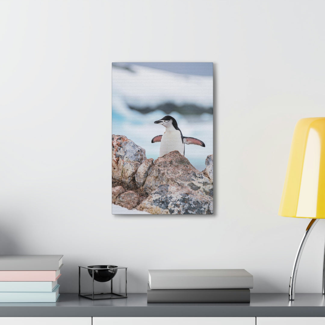 Stretched Penguin - Canvas