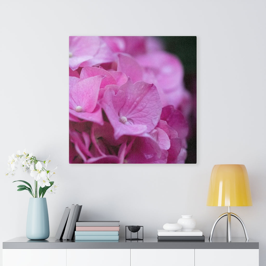 Pink Hydrangea Detail - Canvas