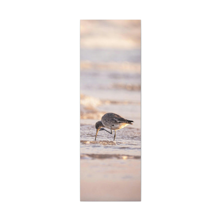 Willet Itch - Canvas