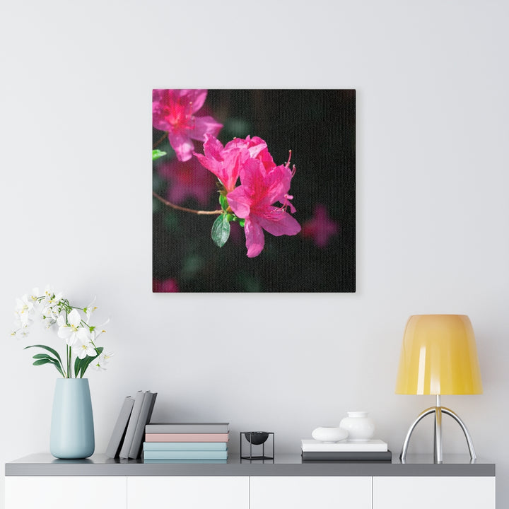 Standout Azalea - Canvas