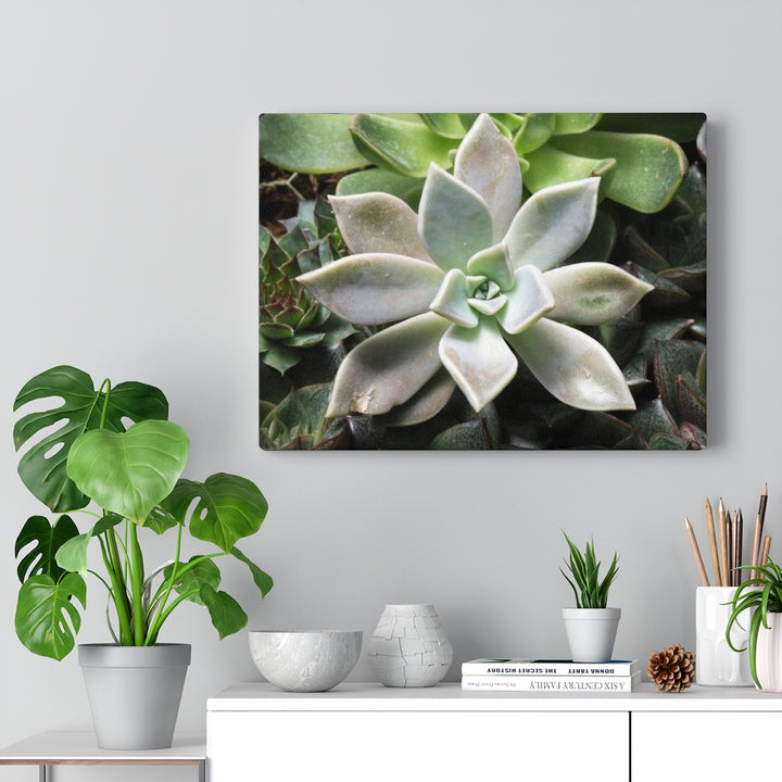 Succulent - Array - Canvas