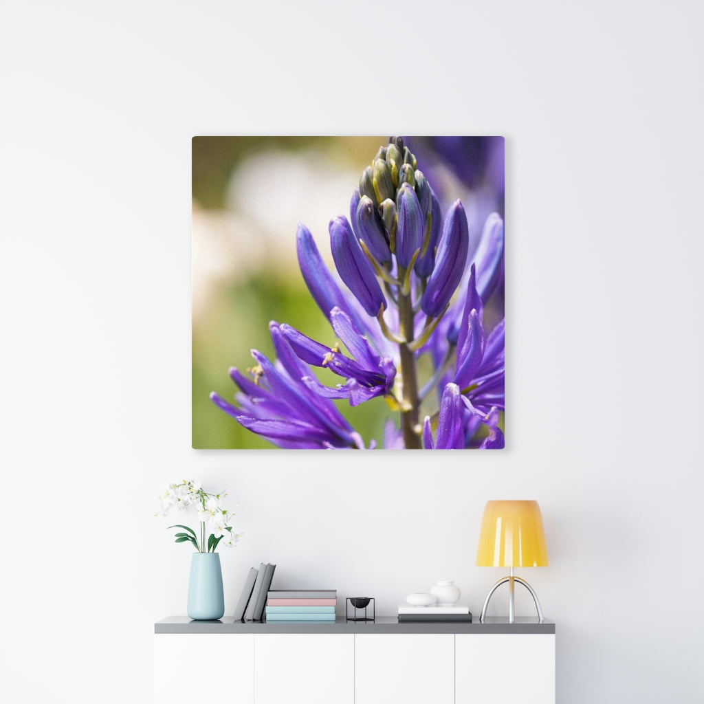 Camas in Bloom - Canvas