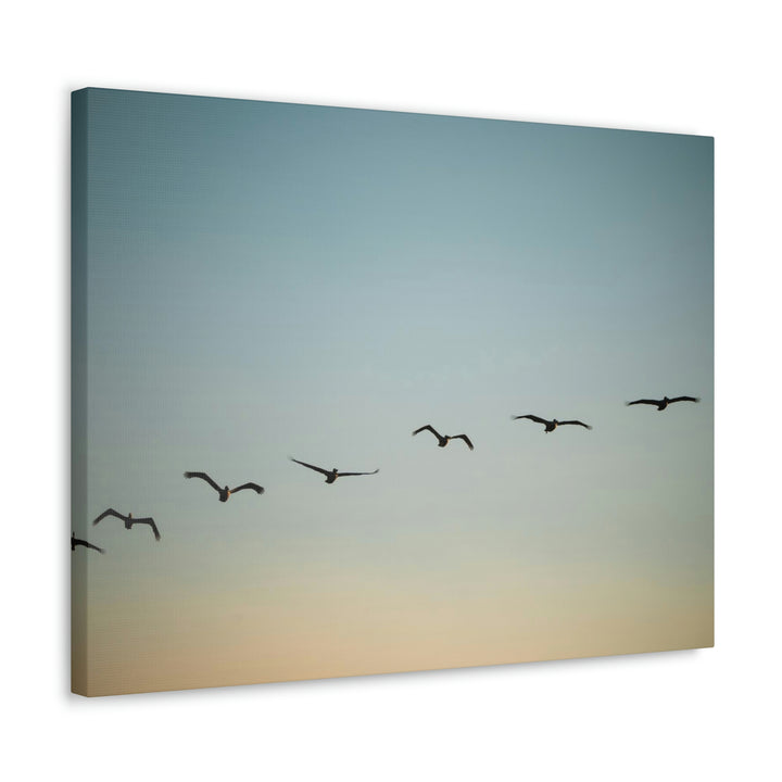 Brown Pelicans in Flight - Canvas