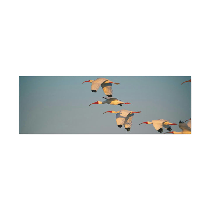 White Ibis in Flight - Canvas