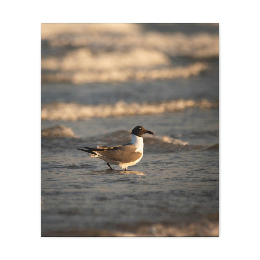 Laughing Gull in the Surf - Canvas