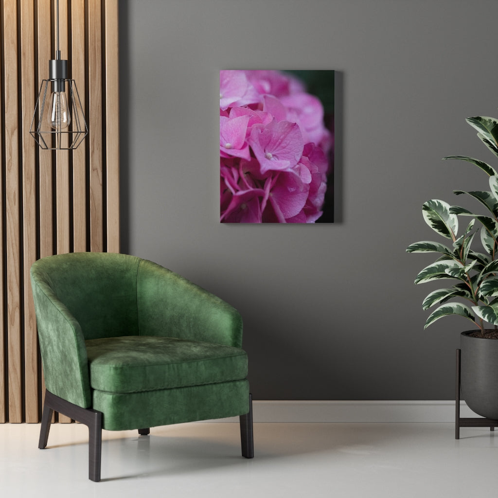 Pink Hydrangea Detail - Canvas