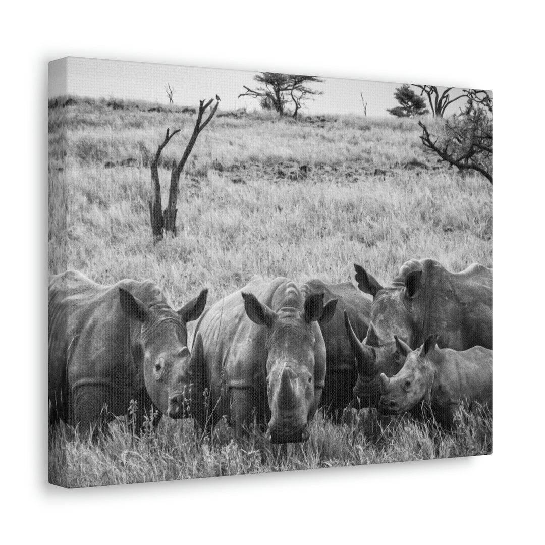 Rhino Family in Black and White - Canvas