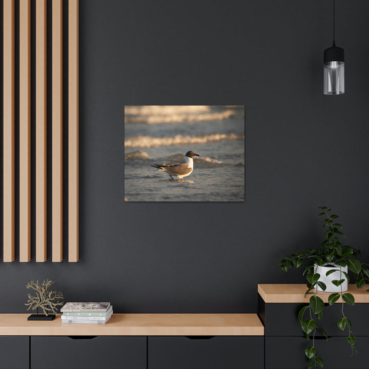 Laughing Gull in the Surf - Canvas