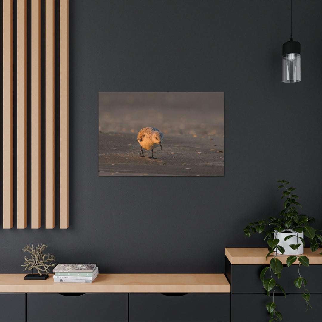 Feeding Sanderling - Canvas