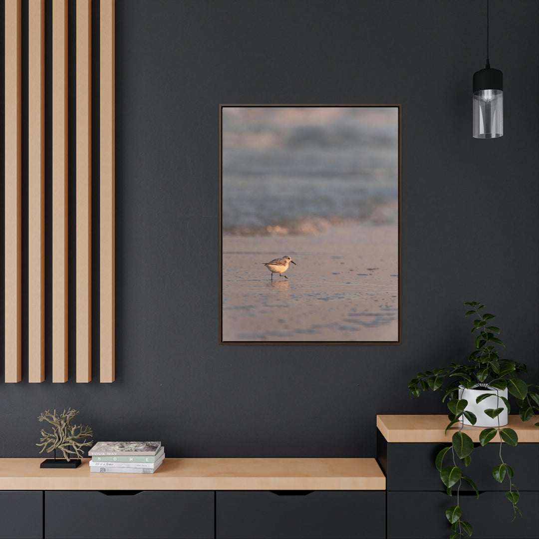 Sanderling in Soft Dusk Light - Canvas with Frame