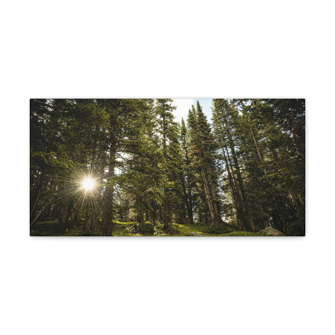 Forest Light - Canvas