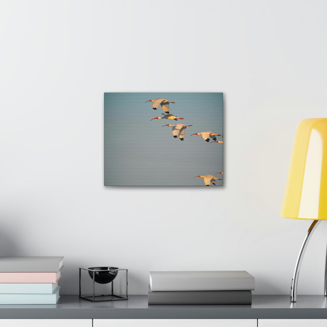 White Ibis in Flight - Canvas