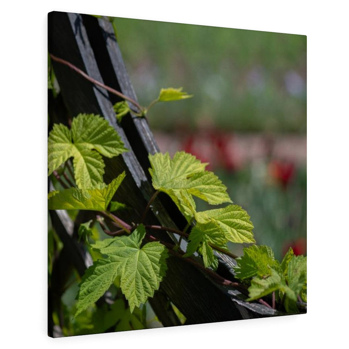 Ivy-Covered Fence - Canvas