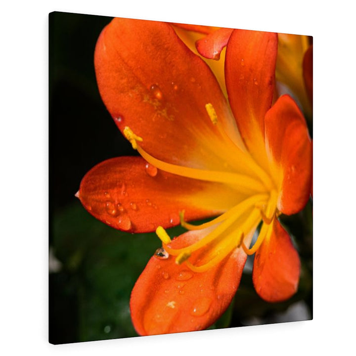 Bright Bush Lily - Canvas