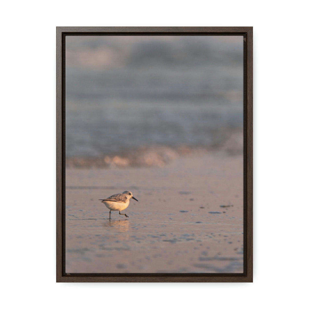 Sanderling in Soft Dusk Light - Canvas with Frame