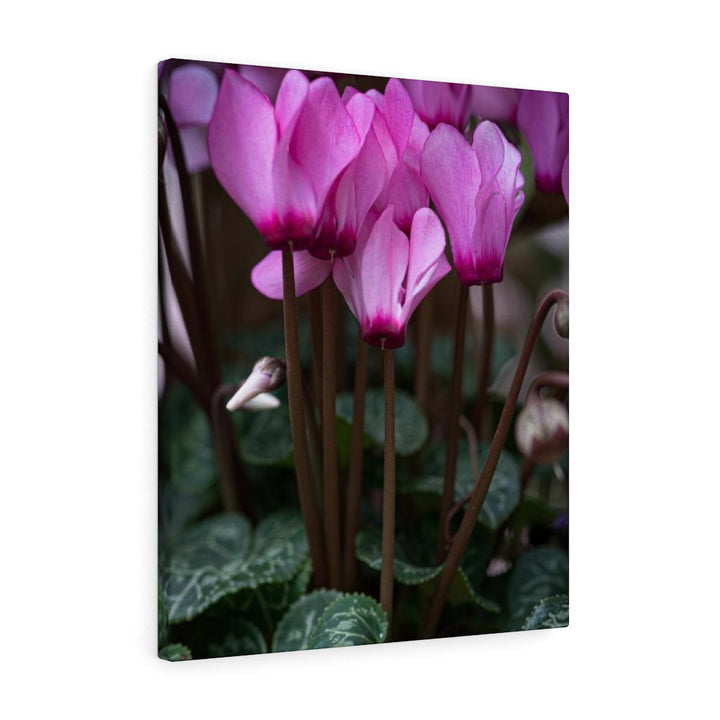 Cyclamen Reach - Canvas