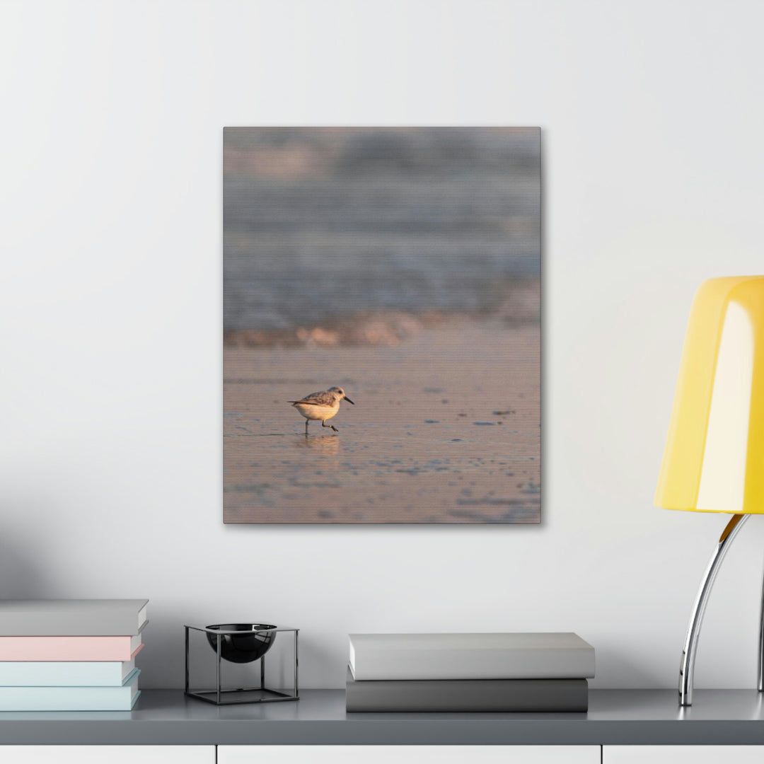 Sanderling in Soft Dusk Light - Canvas