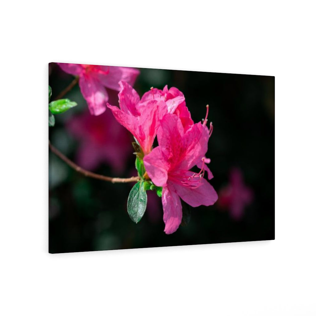 Standout Azalea - Canvas