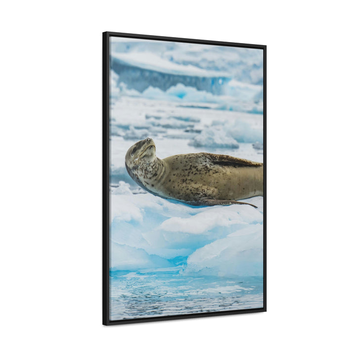 Leopard Seal Relaxing - Canvas with Frame