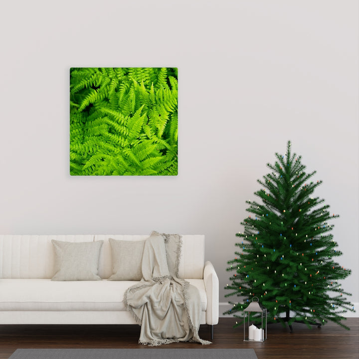 Ferns, Ferns, Ferns - Canvas