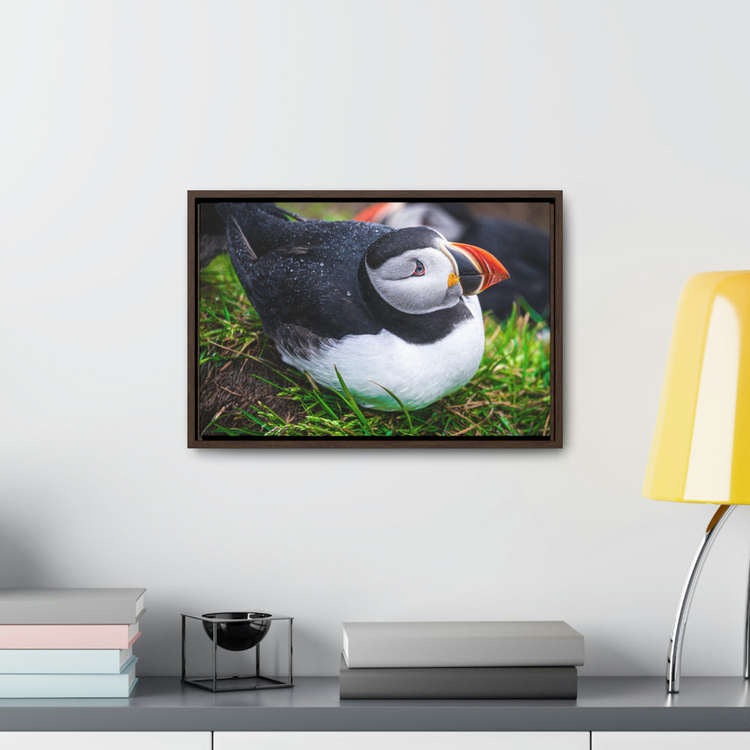 Resting Puffin - Canvas with Frame