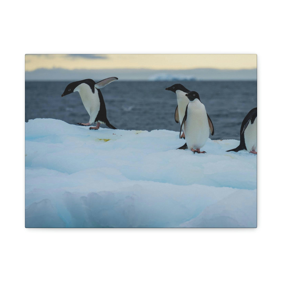 Penguin Dance - Canvas