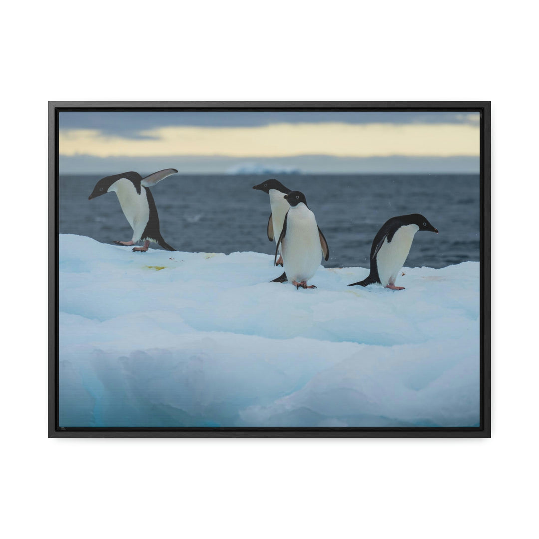 Penguin Dance - Canvas with Frame