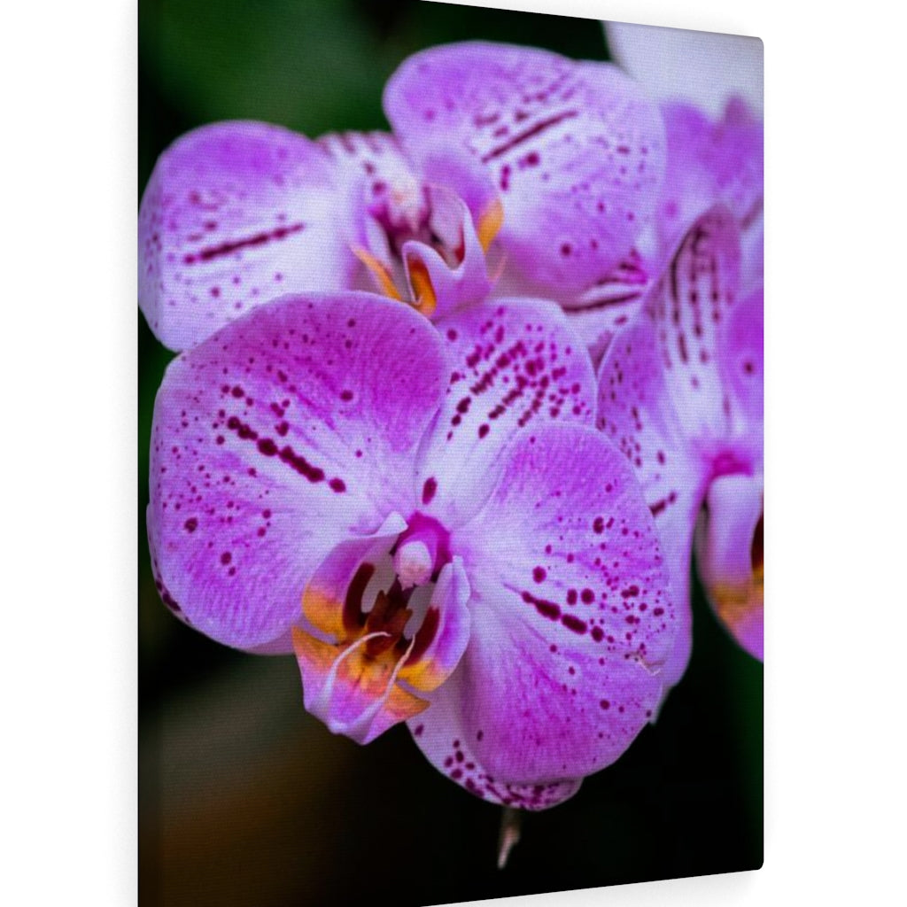 Orchid in Pink - Canvas