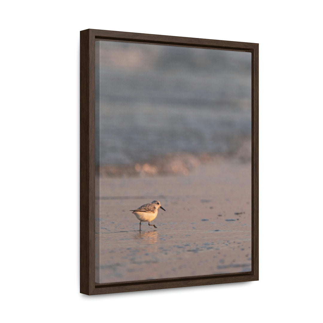 Sanderling in Soft Dusk Light - Canvas with Frame