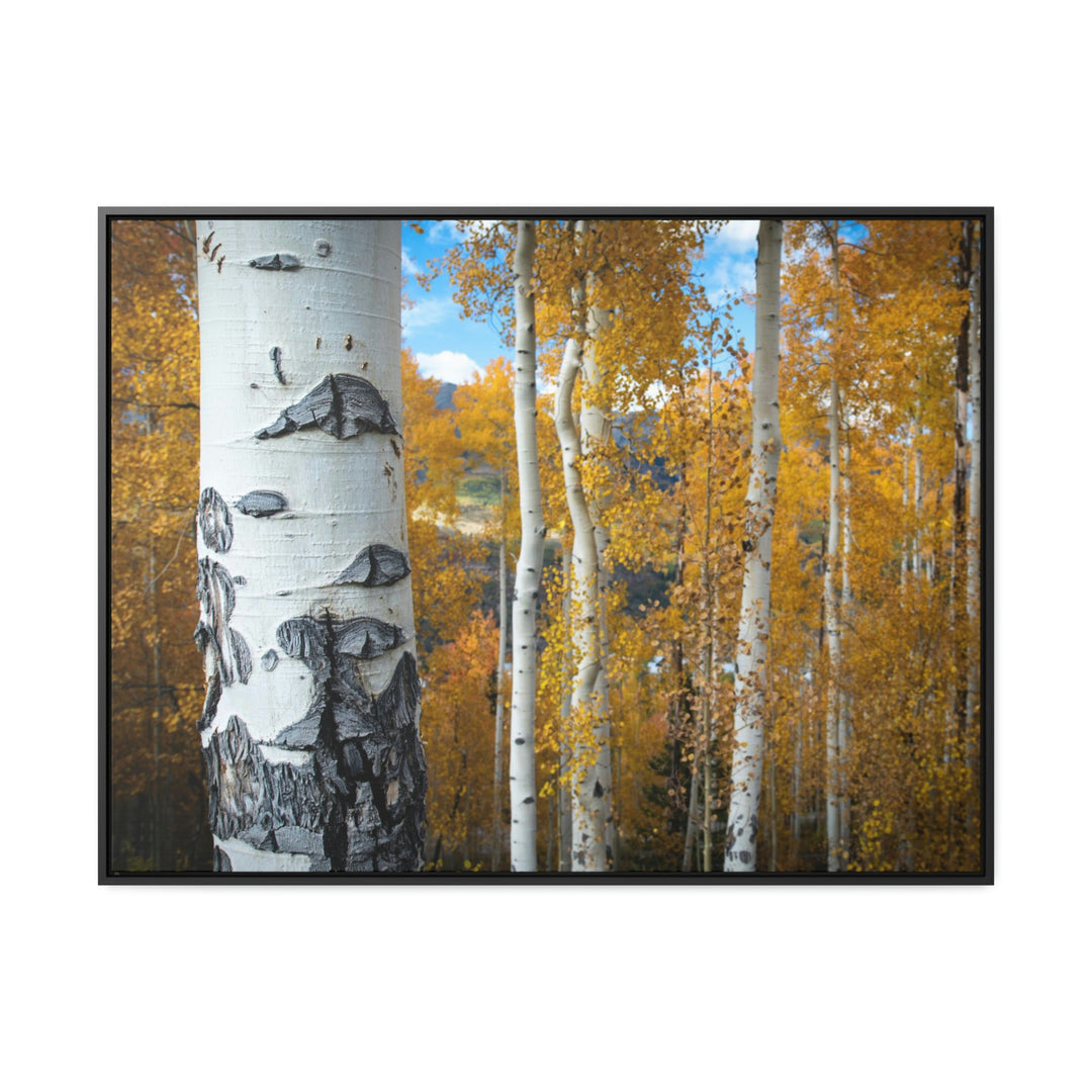 Aspens Changing - Canvas with Frame