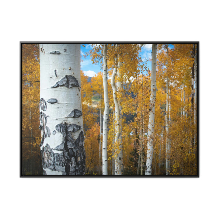 Aspens Changing - Canvas with Frame