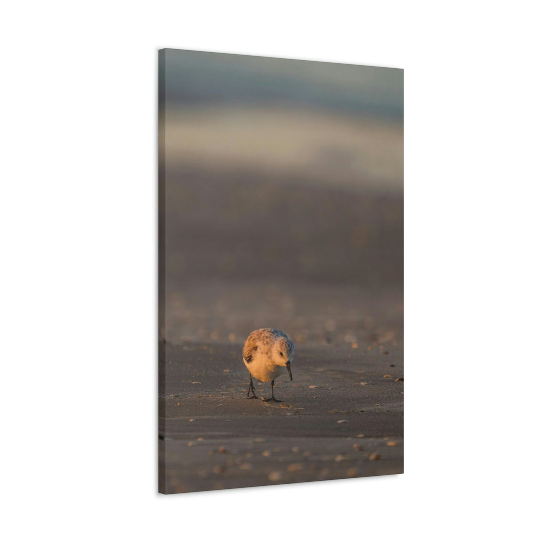 Feeding Sanderling - Canvas