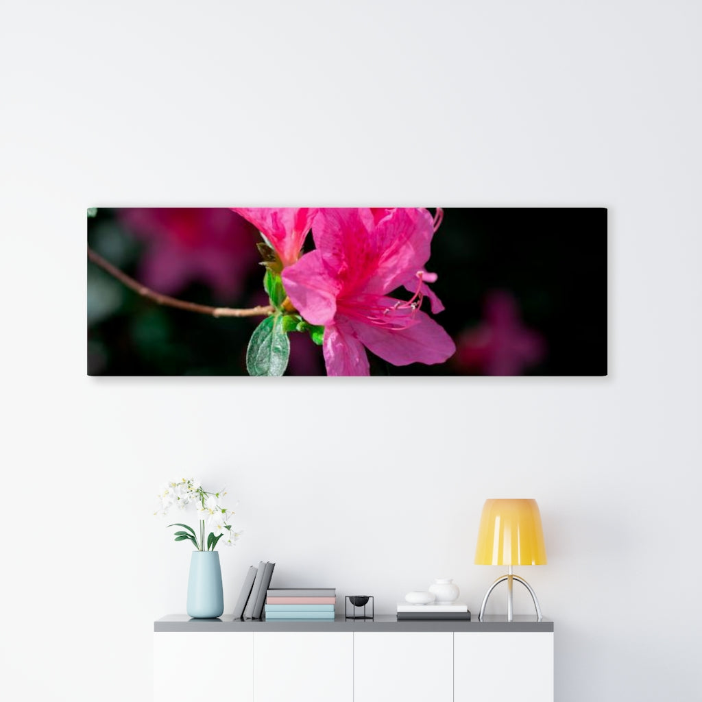 Standout Azalea - Canvas