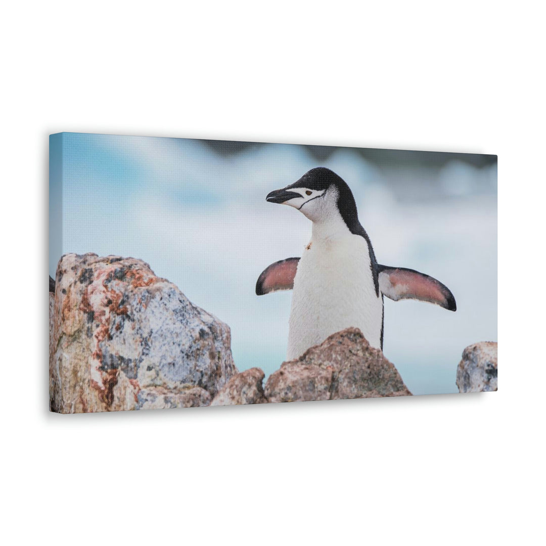 Stretched Penguin - Canvas