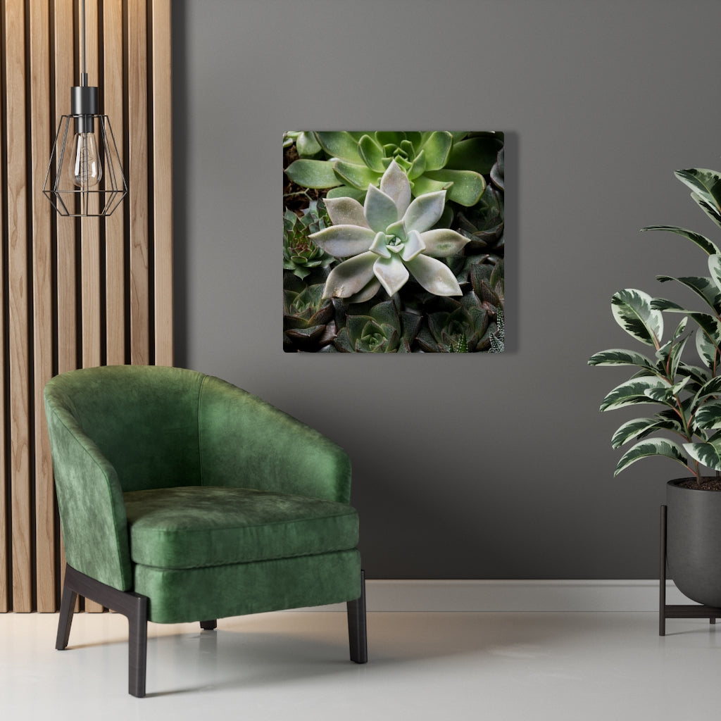 Succulent - Array - Canvas