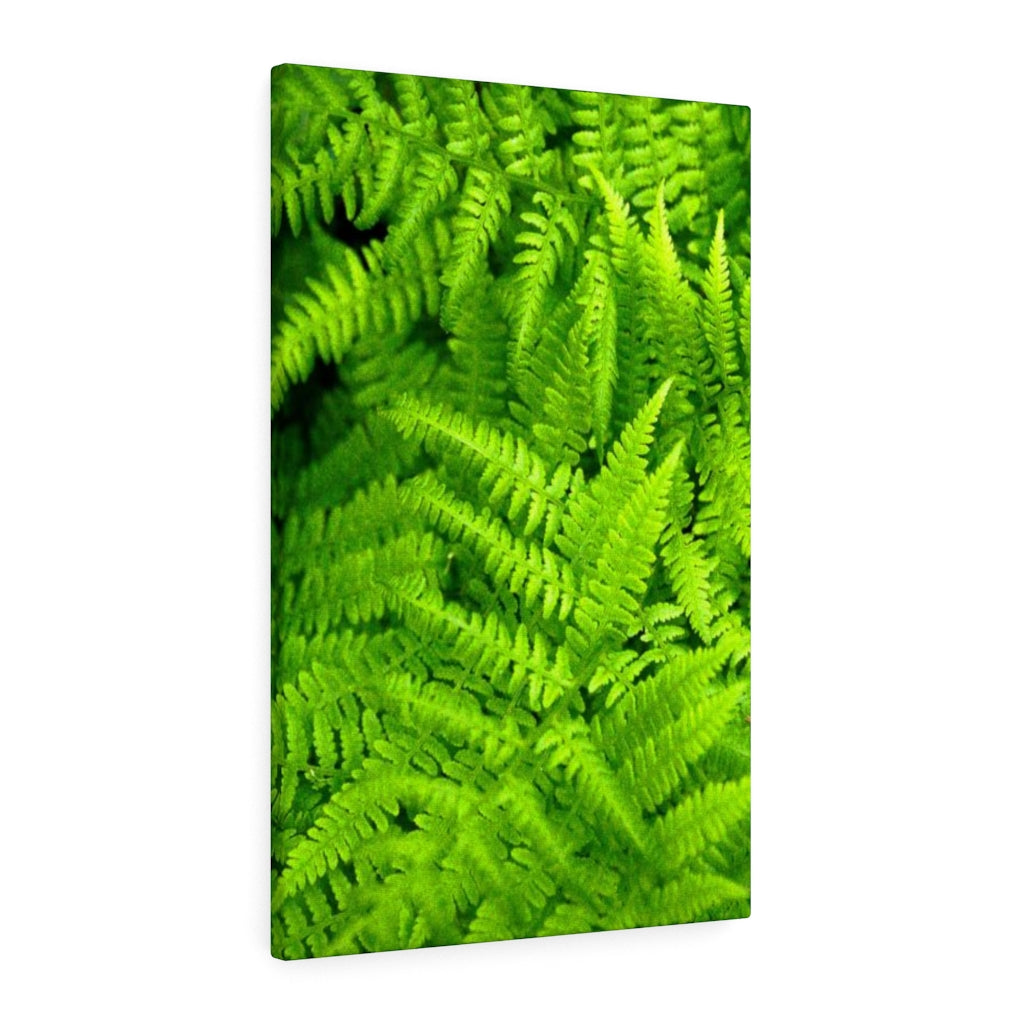 Ferns, Ferns, Ferns - Canvas