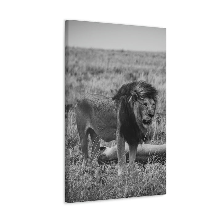 Mating Lions in Black and White - Canvas