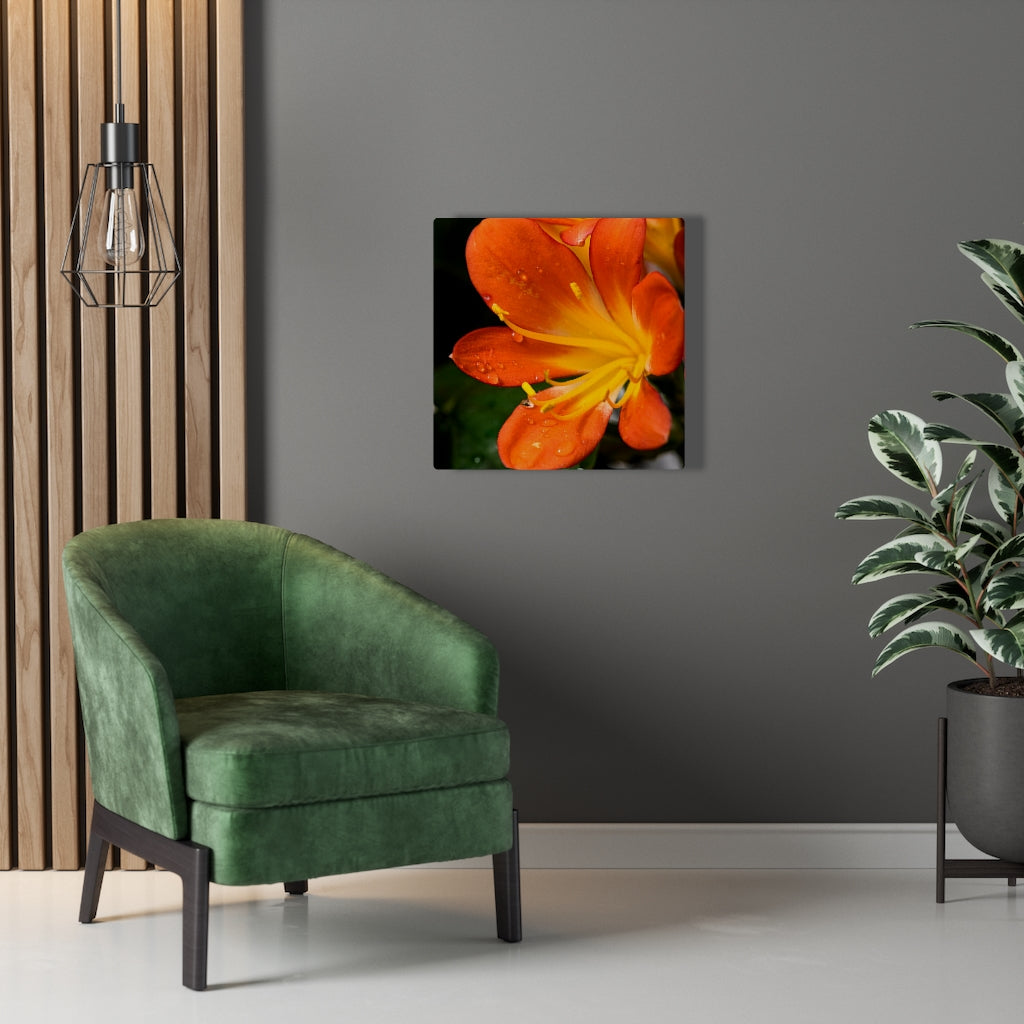 Bright Bush Lily - Canvas