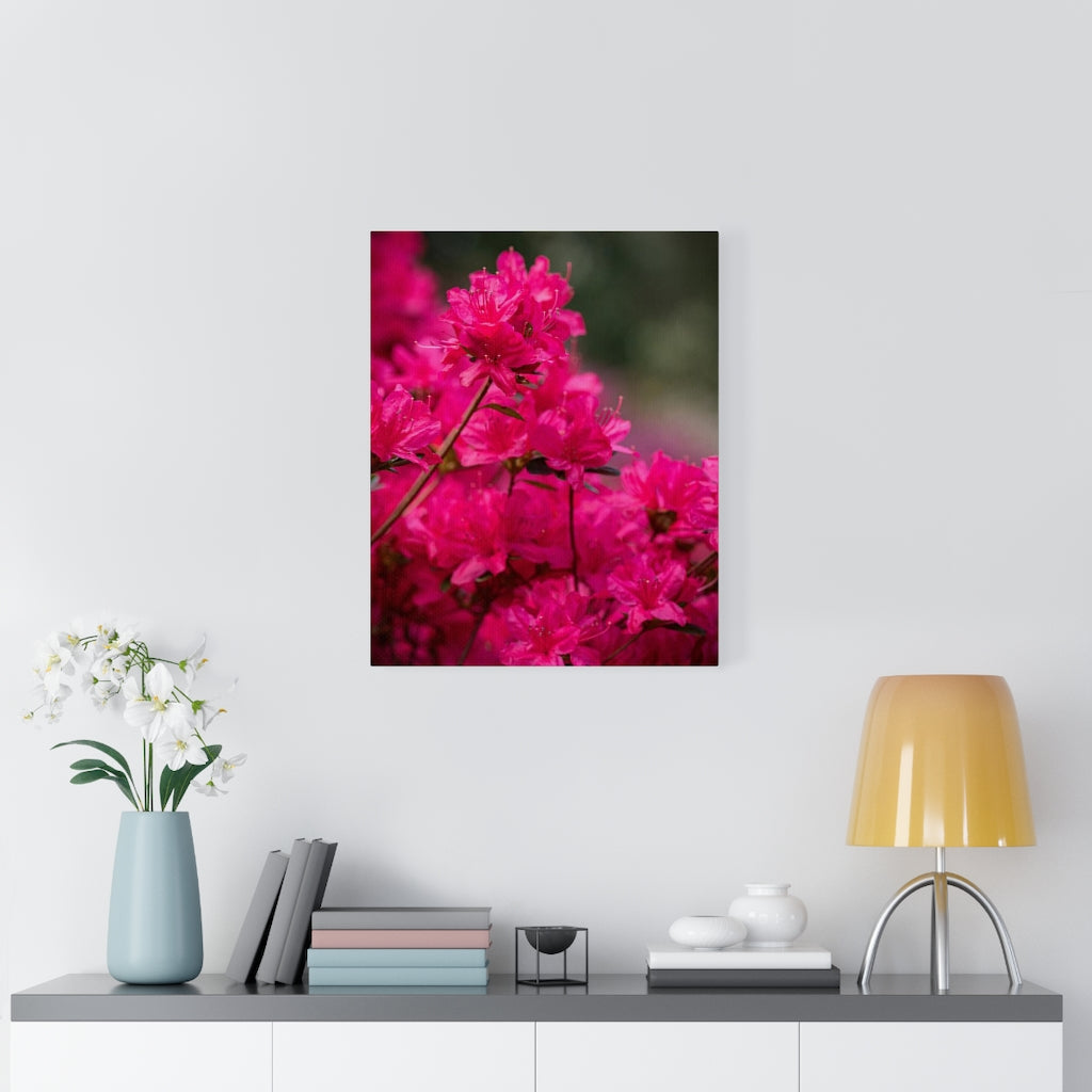 Full Bloom - Canvas