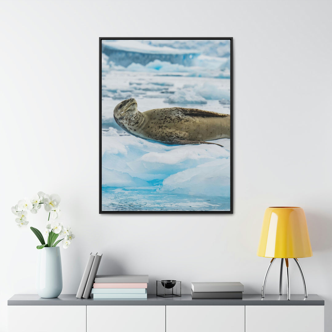 Leopard Seal Relaxing - Canvas with Frame