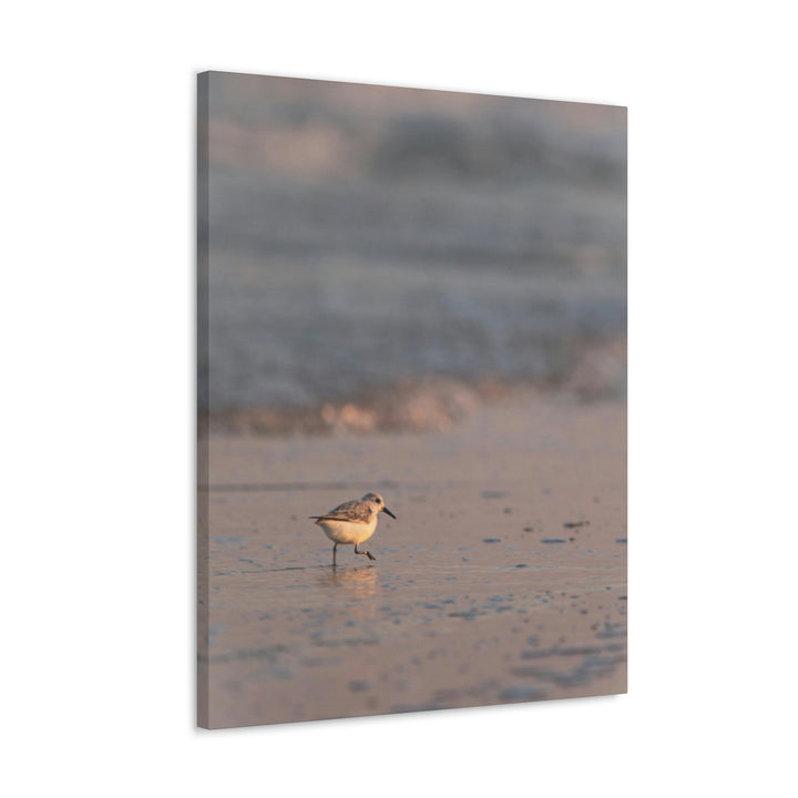 Sanderling in Soft Dusk Light - Canvas