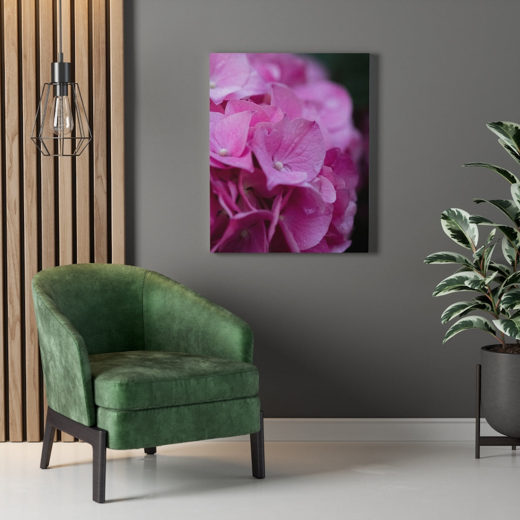 Pink Hydrangea Detail - Canvas