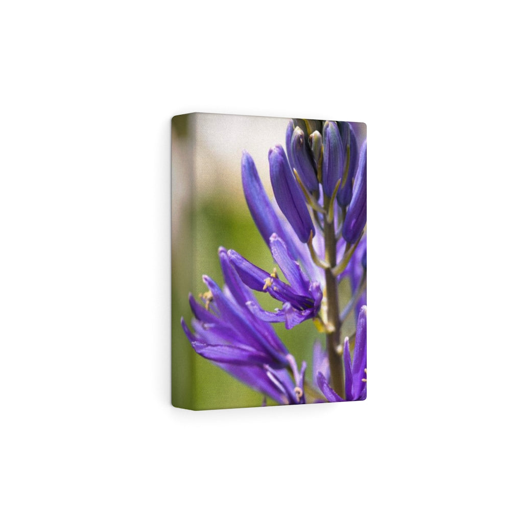 Camas in Bloom - Canvas